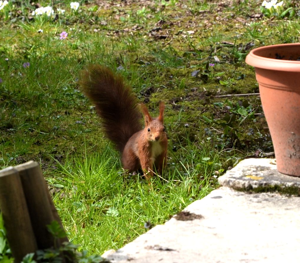 sciurus